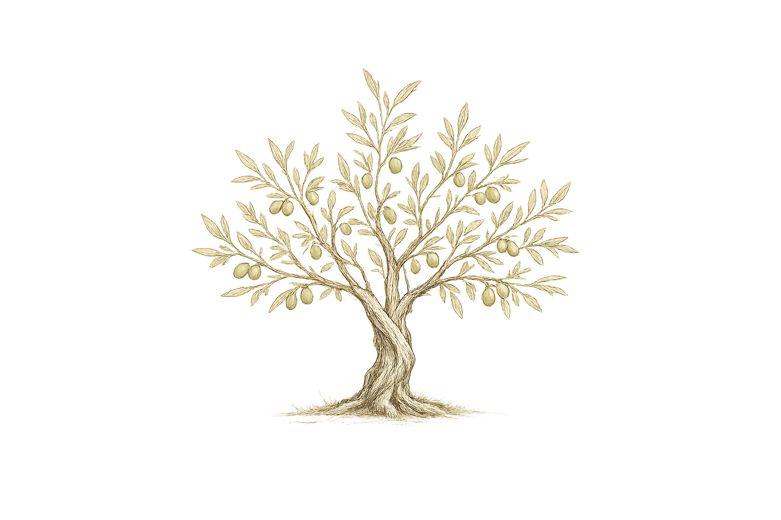 Hand-drawn olive tree, the Olive Advisory emblem